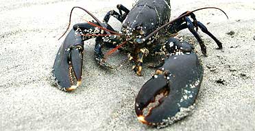 lobster192